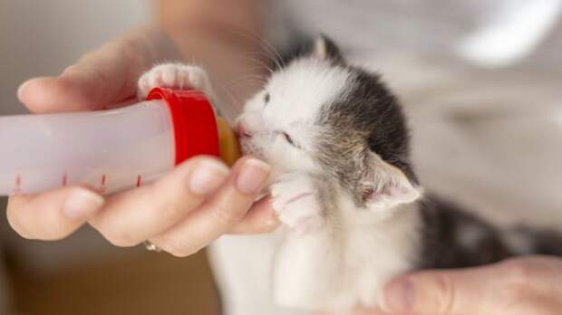 Новорожденного котенка кормят молоком из соски в американском приюте