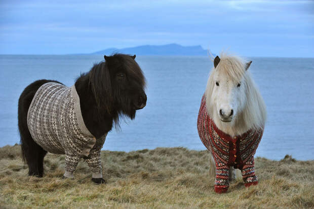 Shetlandskie_poni_odeli_svitera6