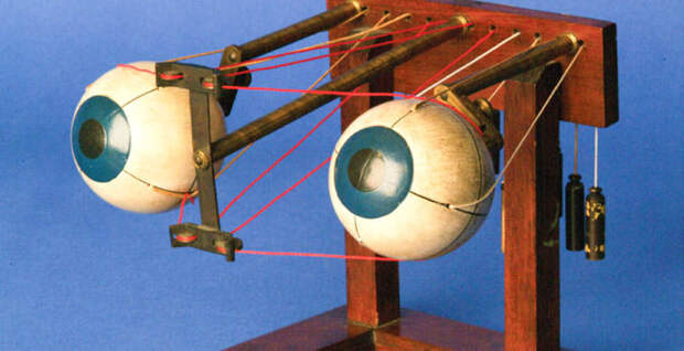 3. Это офтальмотроп — прибор, наглядно демонстрирующий движения глаза и структуру всей зрительной системы в организме человека вещи, интересно, познавательно