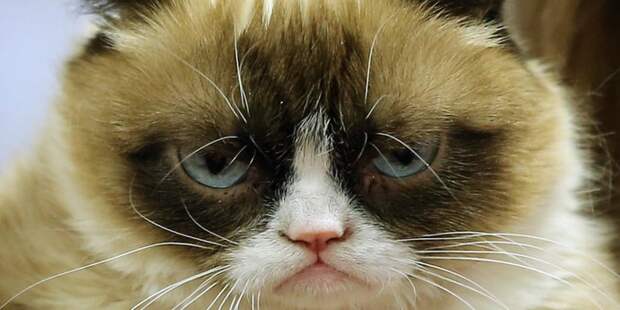 Картинки по запросу Владельцы прав на мем «Сердитый котик» выиграли в суде $710 000