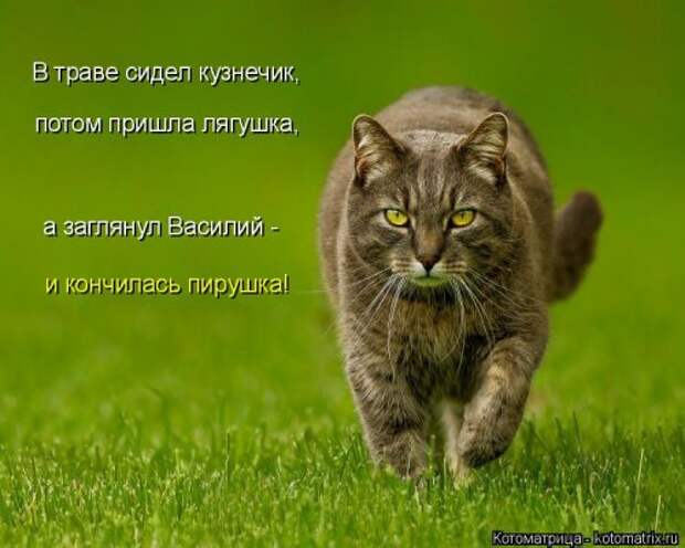 Новая котоматрица для хорошего настроения (28 фото)