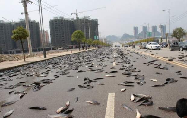 Рыба на улицах Китая