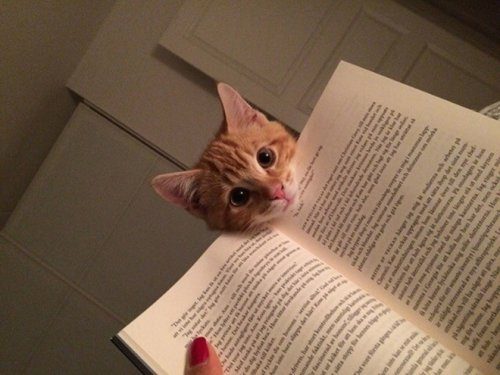 Питомцы, которые мешают читать