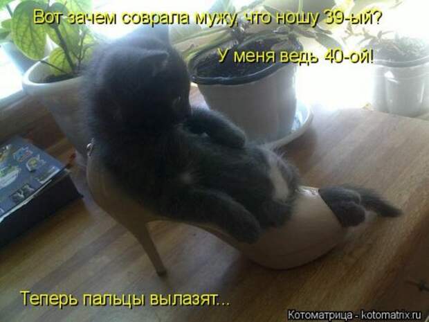 Еженедельная котоматрица (26 фото)