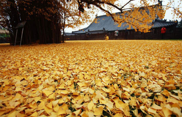 1400-летнее дерево гинкго превратило дворик буддийского храма в желтый океан гинкго, дерево, листва, храм