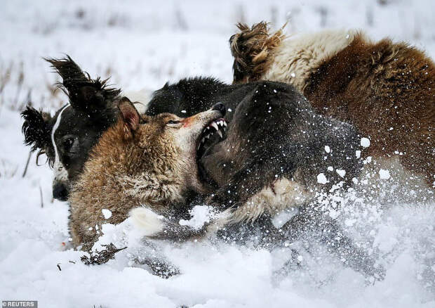 Как в Казахстане охотятся на волков