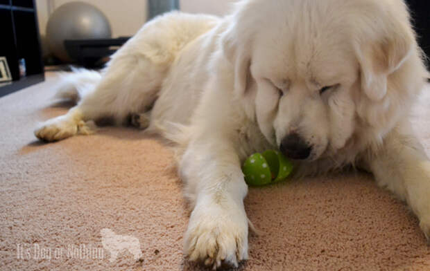 Loving Atka's squishy face!