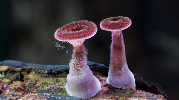 7. Panus fasciatus. 7. Panus fasciatus. грибы, интересное, фото