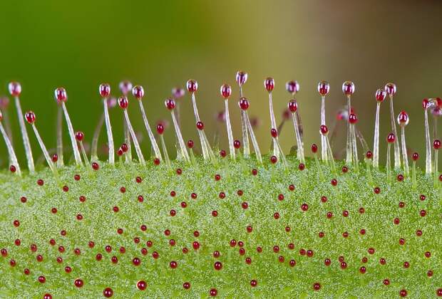 Поверхность насекомоядного растения Росянки капской макро, микро, микросъемка, микросъёмка