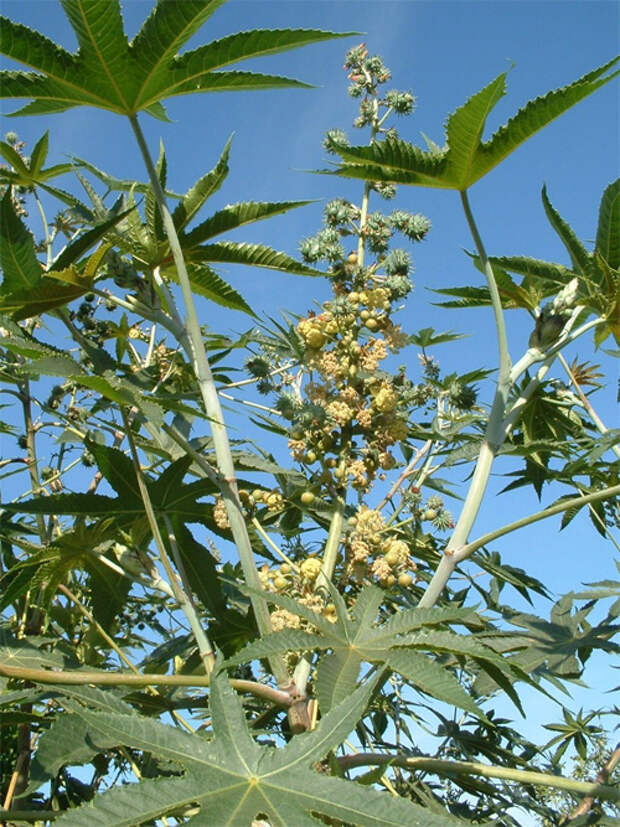 Клещевина обыкновенная (Ricinus communis L.)