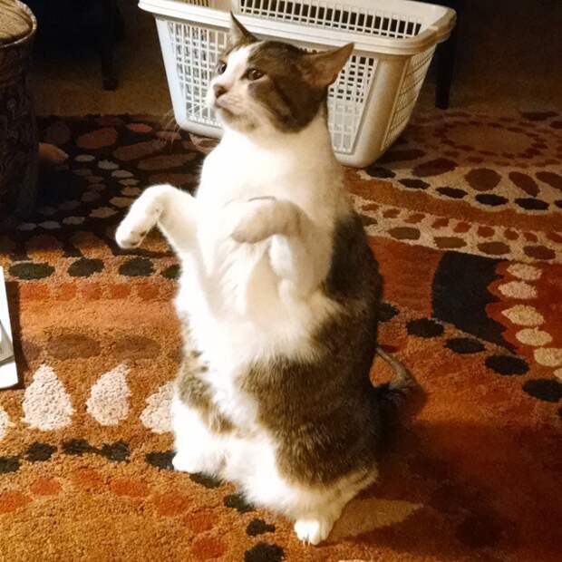 коты, которым нравится стоять