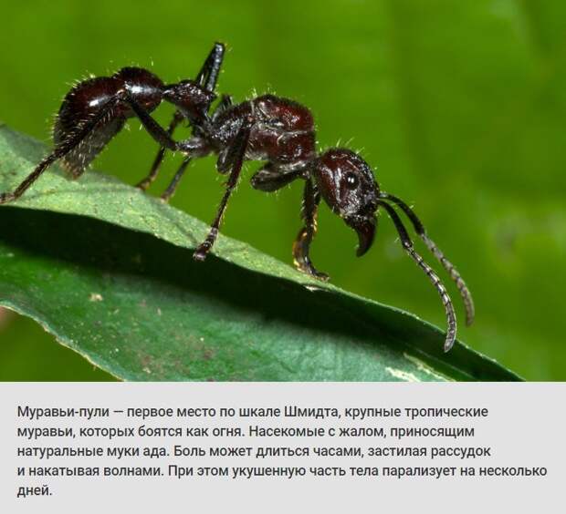 животные, растения, боль, адская боль