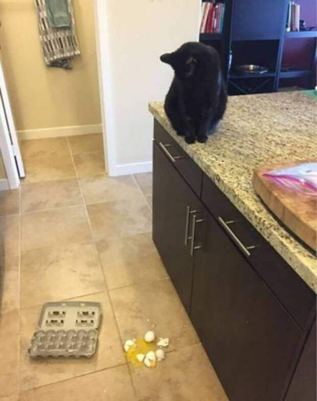 Субботний котопост картинки с надписями., смешные коты и кошки, фотоприколы