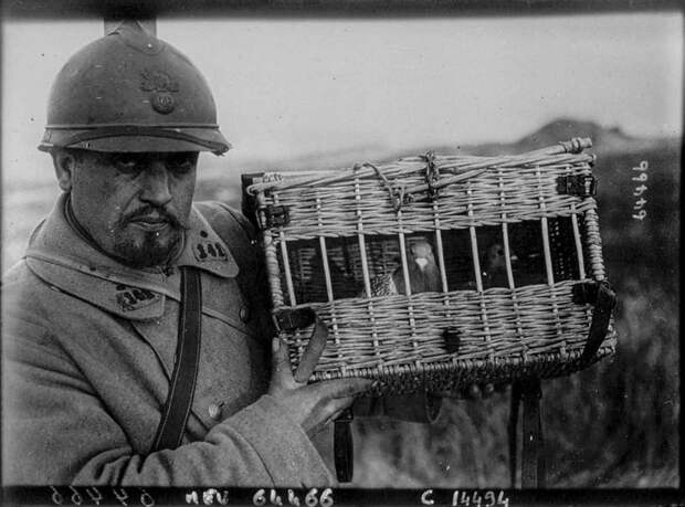 Pigeons voyageurs. Moreau, photographer in the French army