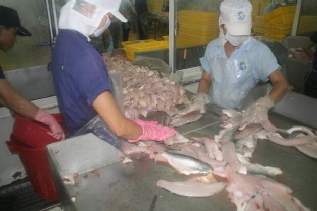 Руководство по морепродуктам: пангасиус (26 фото)