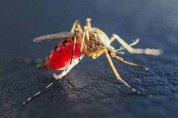 Ученые рассказали, какая группа крови «самая вкусная» для комаров