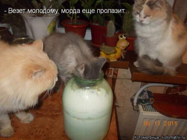 Новая котоматрица для хорошего настроения (37 фото)