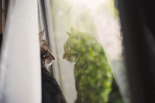 меланхоличные коты ждут хозяина у окна (20)