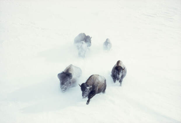 9. Американские бизоны прорываются сквозь толщи снега. Йеллоустонский национальный парк, ноябрь 1967 national geographic, история, природа, фотография