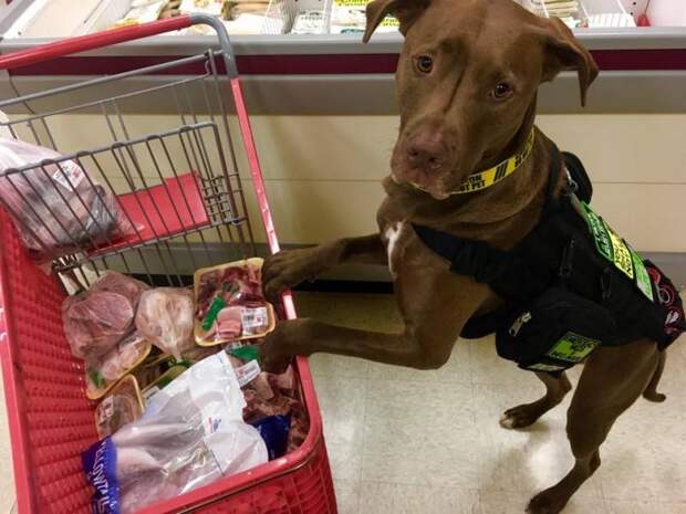 Собака помогает своей хозяйке-инвалиду ходить по магазинам