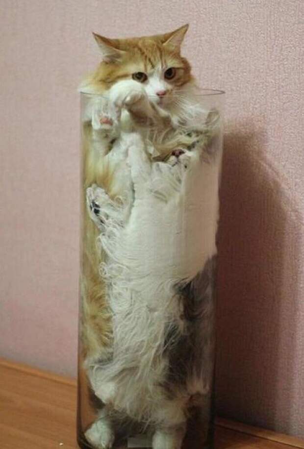 20+ котеек, которые пренебрегают всеми известными законами физики