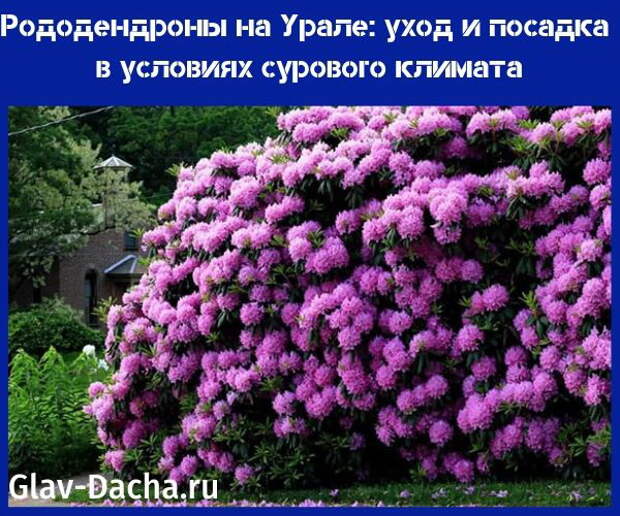 рододендроны на урале уход и посадка