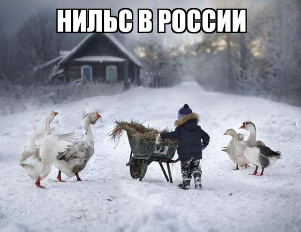Картинки, юмор, приколы