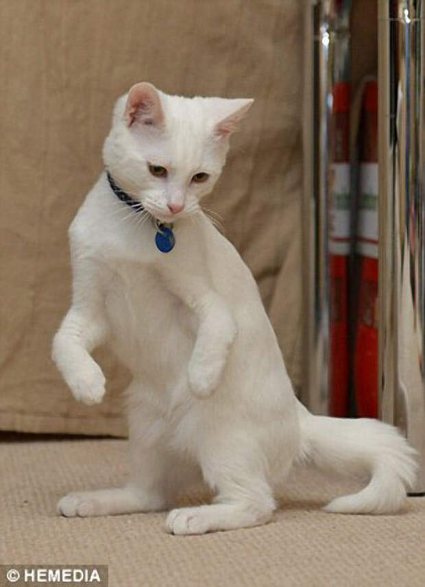 disabledcat05