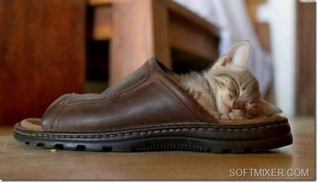 kitten-slipper