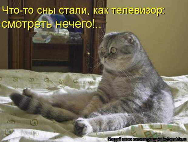 Новая котоматрица на Бугаге (31 фото)