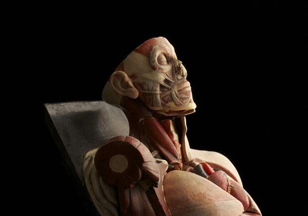 Фотография анатомической модели из дублинского колледжа Святой троицы, которую собирались списать в утиль.