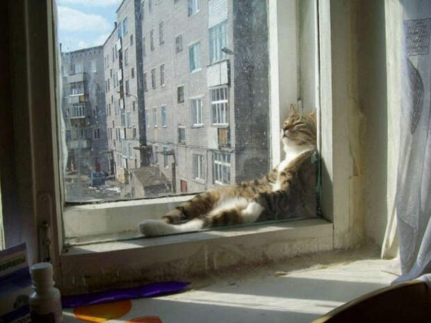 коты релаксация (2)