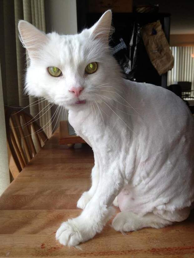 кошка после стрижки