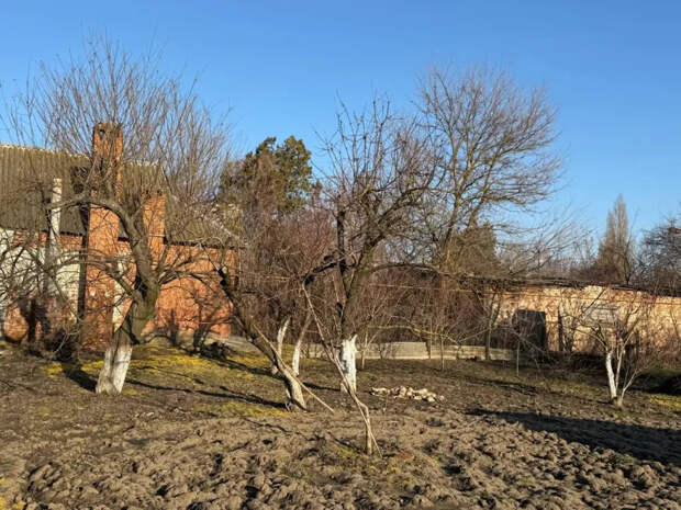 Высыпьте стакан на муравейник: дешёвая крупа выгонит вредителей и поднимет урожай в 3 раза