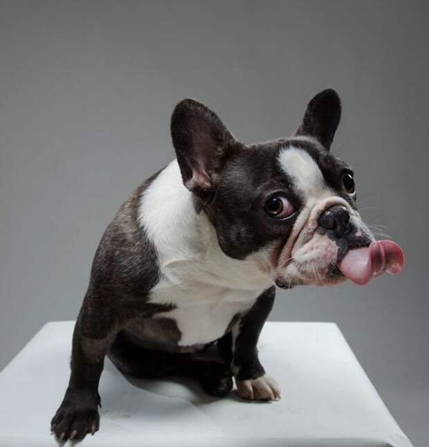 Портреты собак от Жерарда Чарльза Гетингса (11 фото)