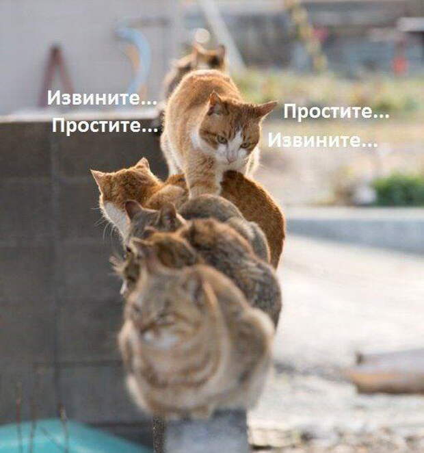 Забавные коты. часть 11 (25 фото)