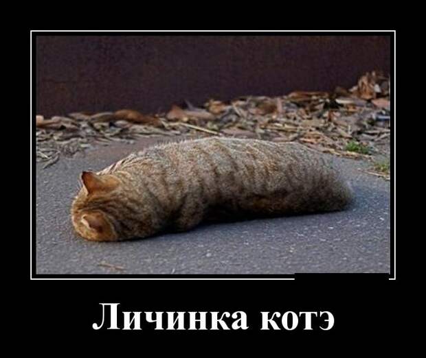 Демотиваторы (30 фото)