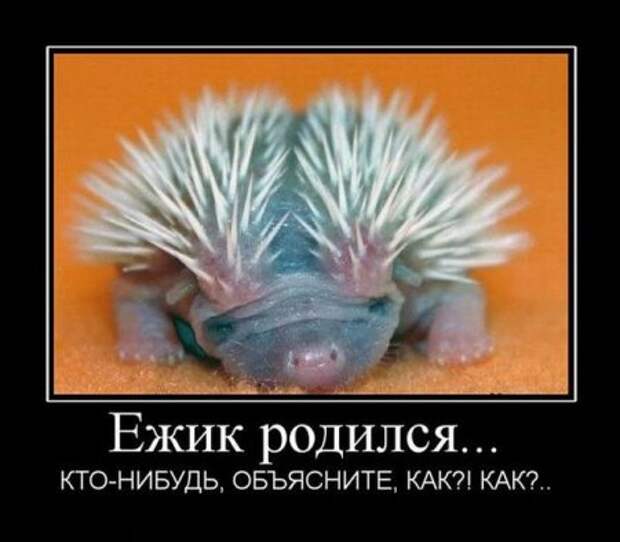 Демотиваторы смешные про нашу русскую реальность.