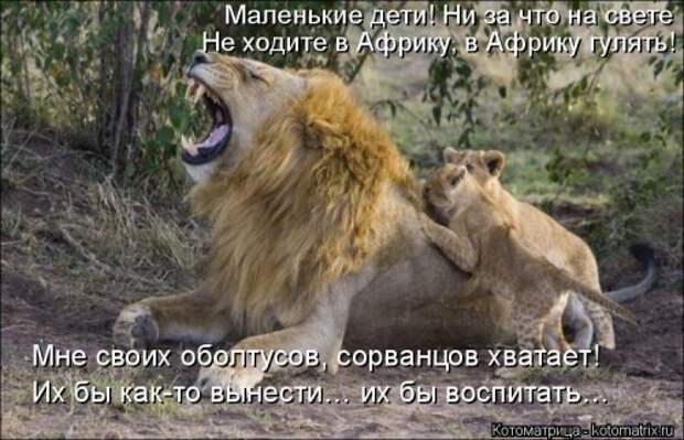 Новая котоматрица для хорошего настроения (28 фото)