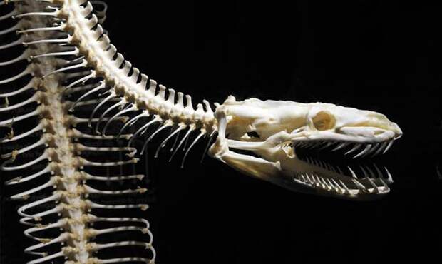 скелет змеи - интересные факты о змеях
