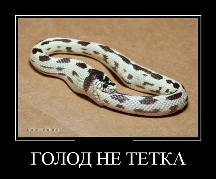 Демотиваторы демотиваторы