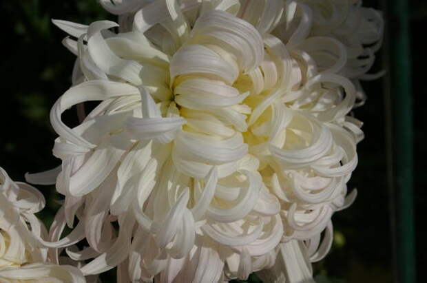 Хризантема садовая сорт Белый Пудель