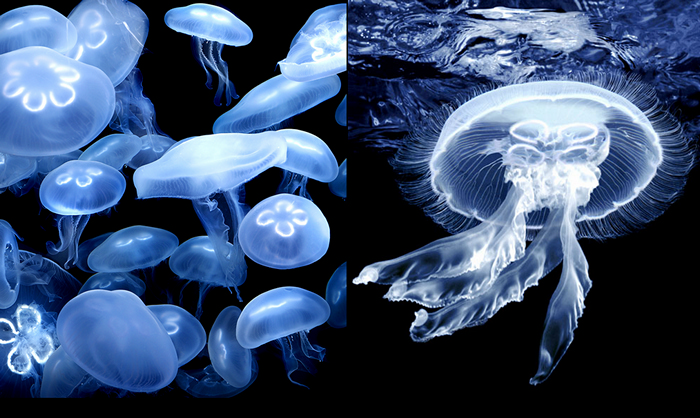 3925073_Sea_Mark_Laita_4 (700x418, 405Kb)