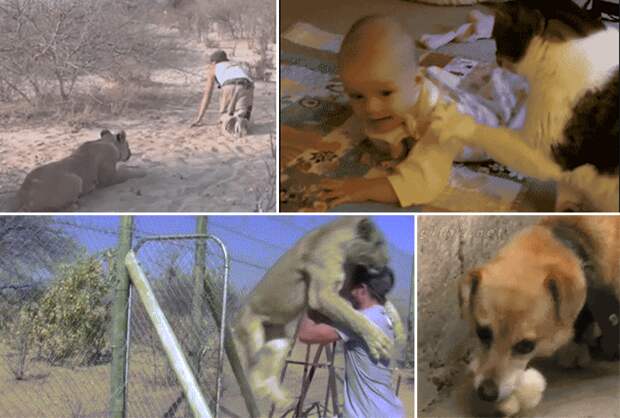 7 страшных гифок со счастливым концом 7 страшных гифок со счастливым концом гифки, милота, неожиданность, юмор