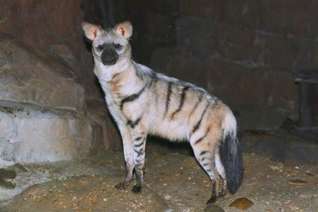 aardwolf, земляной волк