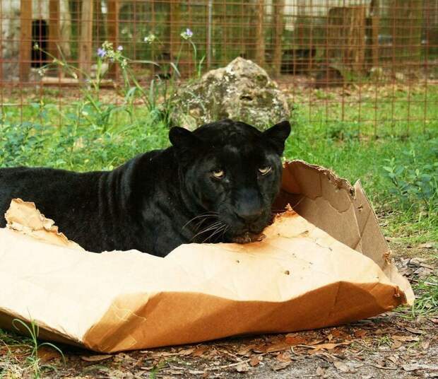 Большие котики тоже любят коробки большие кошки, коробки, фотографии
