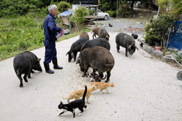 Японец вернулся в зараженную зону Фукусимы, чтобы кормить брошенных животных