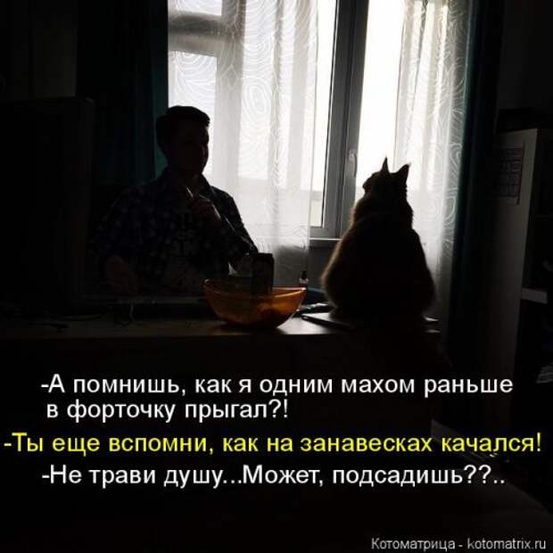 Котоматрица недели (31 фото)