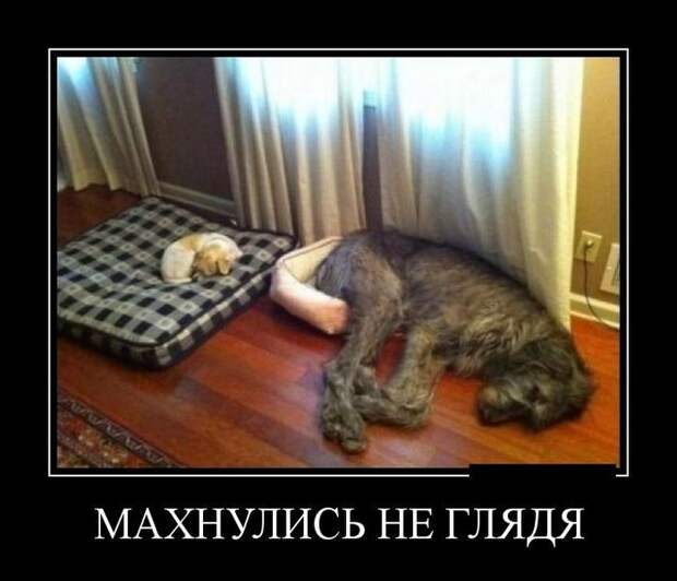 Демотиваторы демотиваторы, прикол, смех, юмор