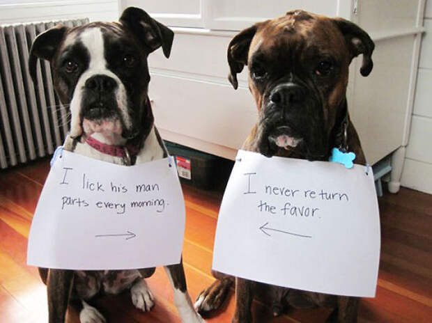 Dog Shaming